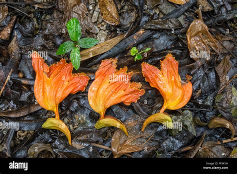 Dominican Republic Flower Plant Hi Res Stock Photography And Images Alamy