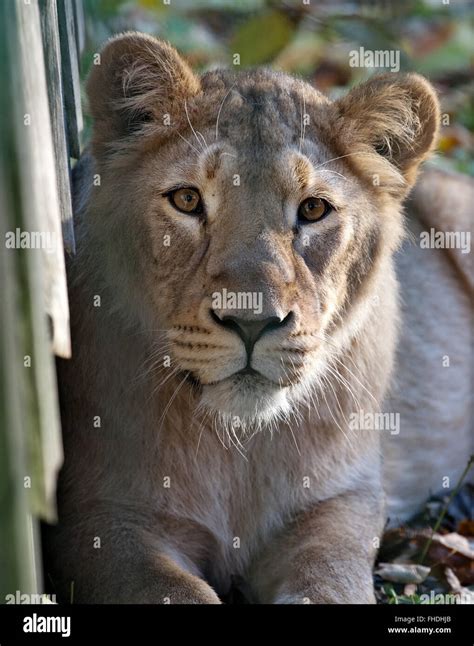 Lioness Zoo Animals Hi Res Stock Photography And Images Alamy