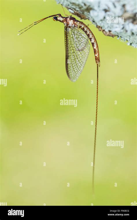 Shad Fly Hi Res Stock Photography And Images Alamy