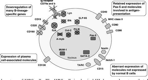 Pathogenesis Of Hodgkin S Lymphoma In Hodgkin Semantic Scholar