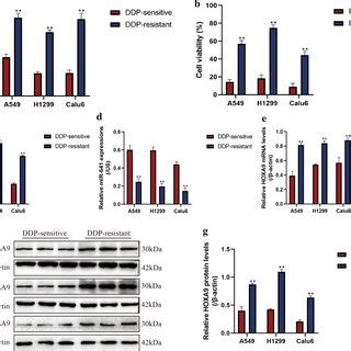 Circrna Cdr As Mir Hoxa Axis Regulated Stemness Of Nsclc Cells In