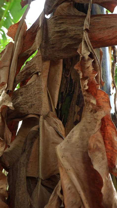 Photo Close up of dry banana leaves or banana plant. 23010877 Stock ...