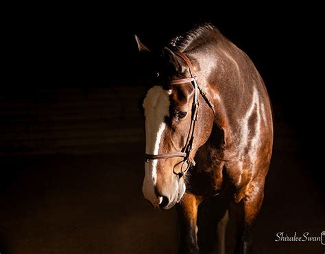 Horse photography on Behance