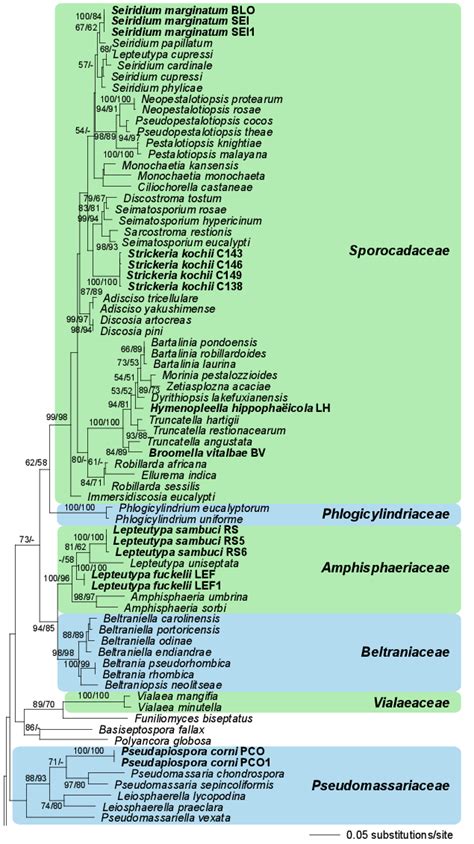 Phylogram Of The Best Maximum Likelihood Tree Lnl