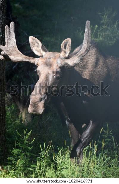 Gorgeous Moose Emerging Wooded Area Maine Stock Photo 1020416971