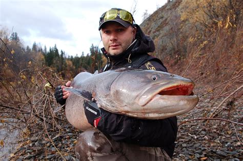 Chavanga Fish Blog: Khabarovsk Taimen fishing tour