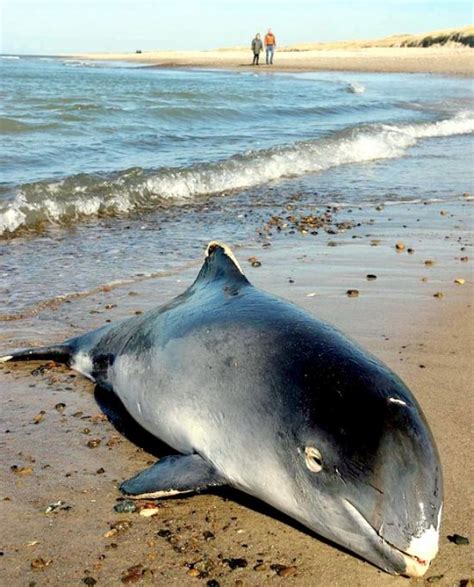 Harbor Porpoise – "OCEAN TREASURES" Memorial Library