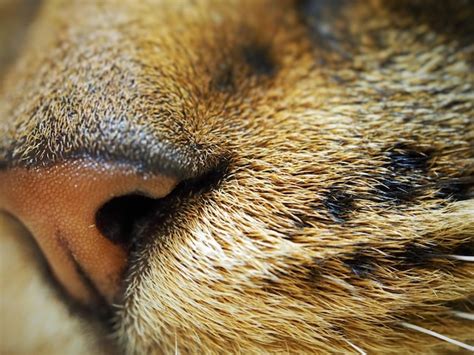 premium photo european shorthair cat snout closeup
