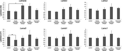 Laminin Inducer Of Hair Growth Is Down Regulated And Its