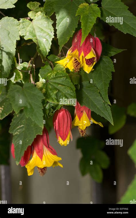 Hanging Flowers Of The Flowering Maple Abutilon Kentish Belle Stock