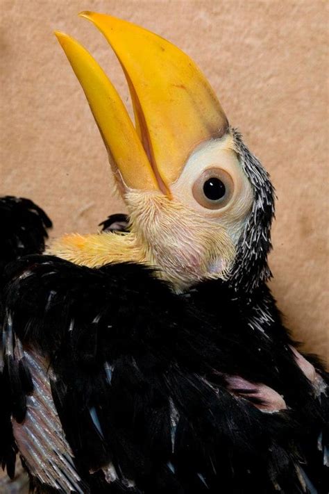 Toco Toucan Chicks - A ZooBorns First! - ZooBorns