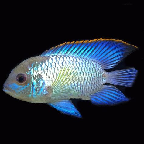 Neon Blue Acara 3 35cm Aequidens Pulcher American Cichlid Acara