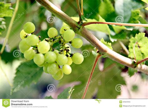 Uvas Sem Sementes Verdes Imagem De Stock Imagem De Comer