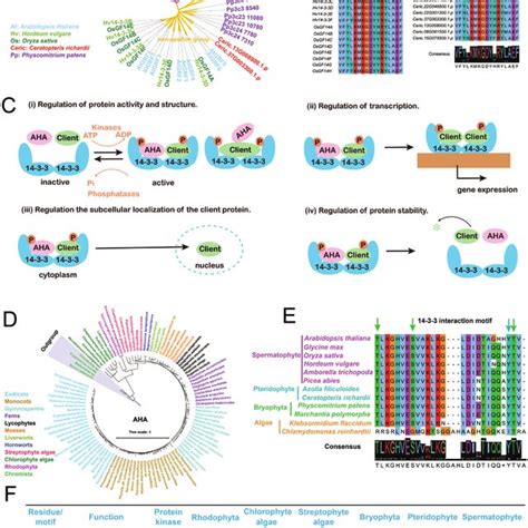 Molecular Evolution And Interaction Of Proteins And Ahas In