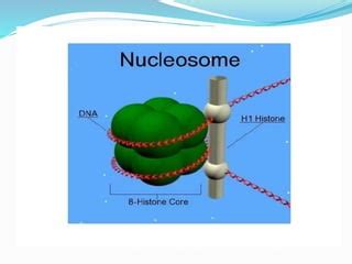 Nucleosome and histones | PPT