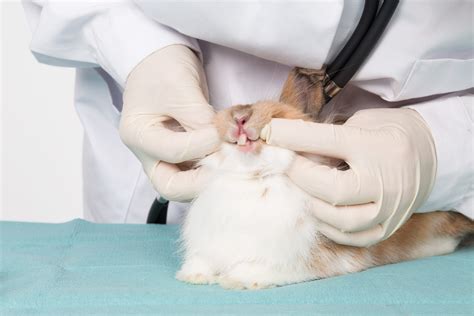 Rabbit Tooth Problems Prevention Is Key Small Pet Select