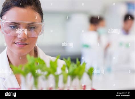 Female Scientist With Young Plants At Laboratory Stock Photo Alamy