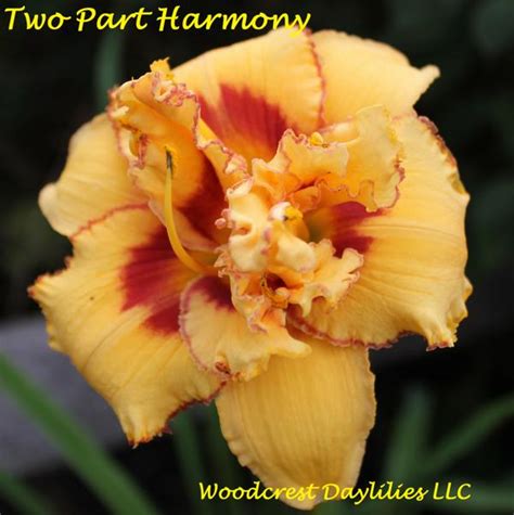 Woodcrest Daylilies Llc Two Part Harmony