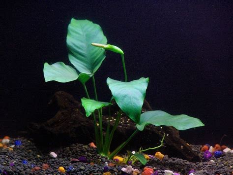 Florida 10 Species Live Aquarium Plants Bundle Vibrant And Diverse