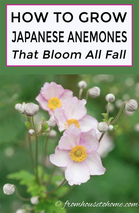 Japanese Anemones How To Grow And Care For These Fall Blooming Flowers