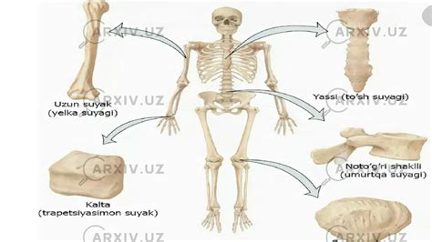 Tayanch Harakatlanish Sistemasining Tuzilishi Funksiyasi Va Ahamiyati