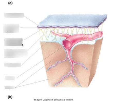 (1) Intro to NS - CNS Diagram | Quizlet