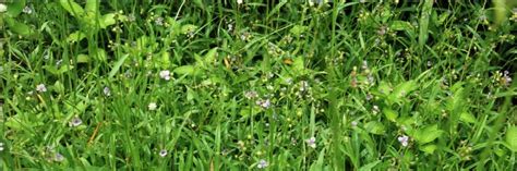 White Flower Weed In St Augustine Grass Gus Noe