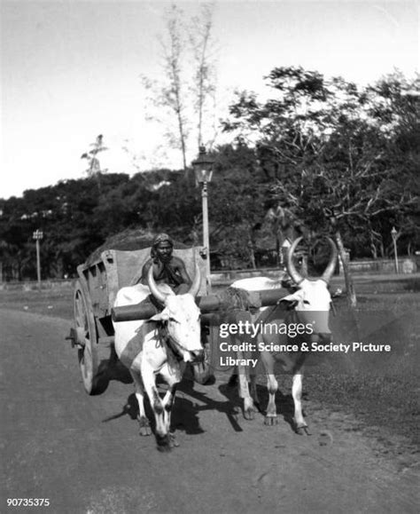 ox cart library stock  high res pictures  images getty