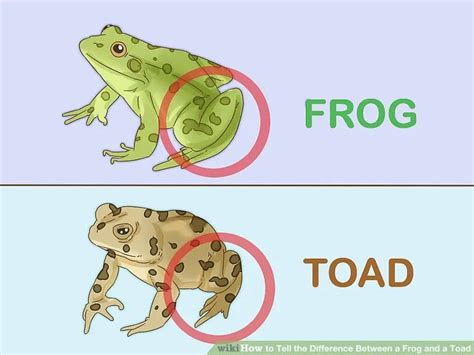 Ways To Tell The Difference Between A Frog And A Toad Wikihow