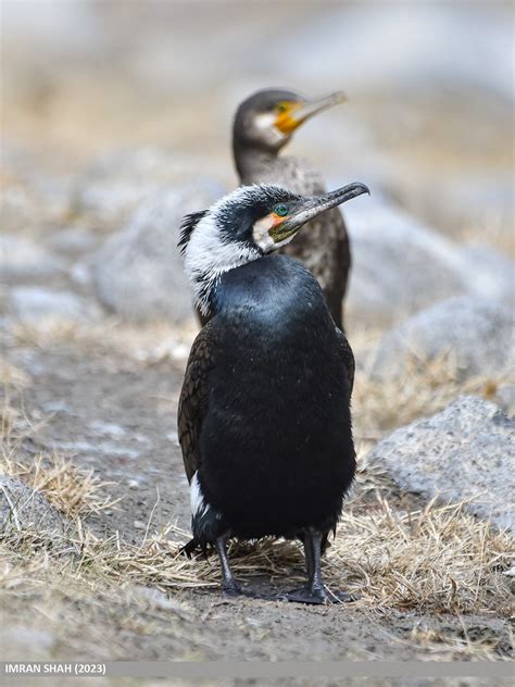 Great Cormorant Phalacrocorax Carbo Great Cormorant Pha Flickr