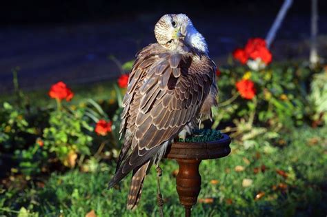 The Falconers Of The Czech Republic And Their Majestic Birds Of Prey