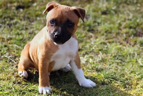 Staffordshire Bull Terrier Carácter Información Cuidados Precio Cachorros Vida Con Mascotas ️