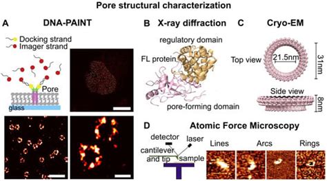 Ijms Free Full Text Pore Forming Proteins From Pore Assembly To