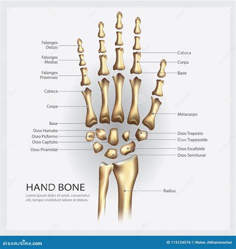 Anatomy Of The Forearm Arm And Hand Bones Stock Photo Alamy Atelier