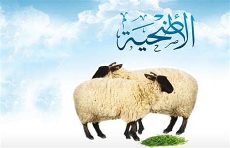 تعرف على آداب وسنن وشروط ذبح الأضحية صور بوابة الأهرام