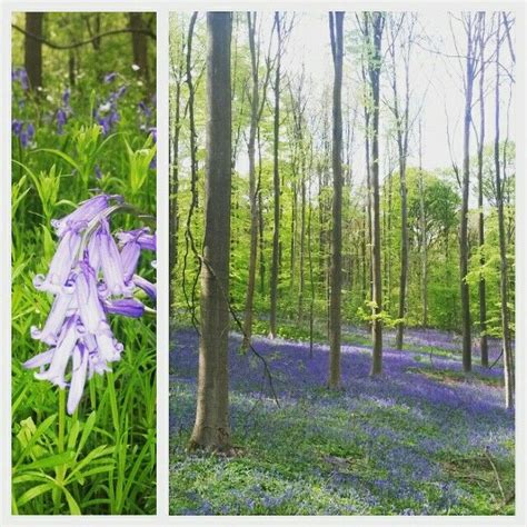 Hallerbos