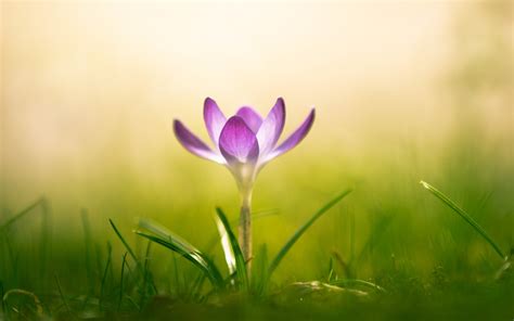 Wallpaper Saffron Purple Flower Macro Grass Free Pictures On Fonwall