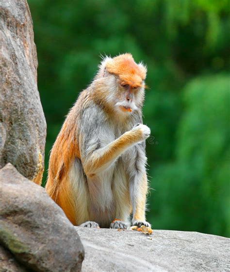 Macaco De Patas Que Senta Se Em Uma Rocha Imagem De Stock Imagem De