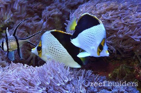 Easy to keep, reef safe Butterflyfish? | REEF2REEF Saltwater and Reef ...