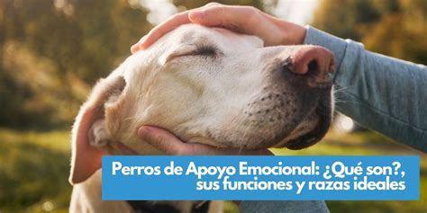 Qué es un Perro de Asistencia Emocional Todo sobre Perros Lugares