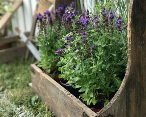 Coltivare La Lavanda In Vaso I Consigli Utili Per La Casa