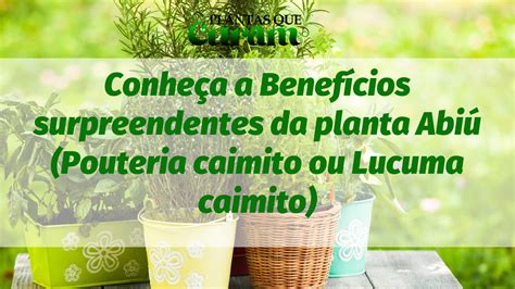 Conheça a Benefícios surpreendentes da planta Abiú Pouteria caimito ou