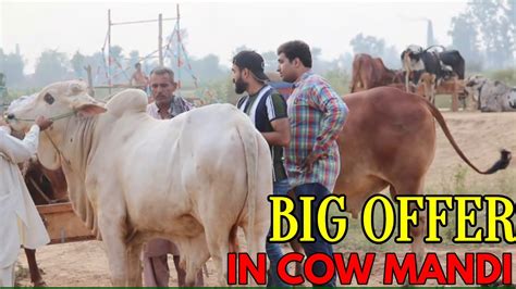 Big Offer In Cow Mandi Pranks In Pakistan Lahorianz 2021 YouTube