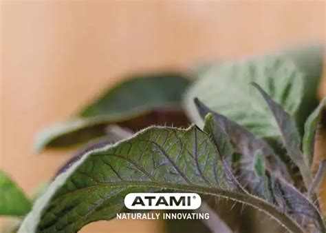 Understanding Phosphorus Deficiency Causes And Solutions Atami