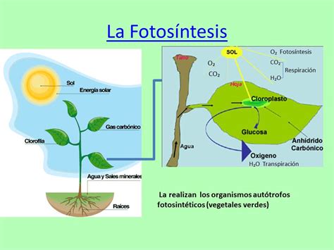 La Fotos Ntesis Y La Vida Cu L Es La Importancia De Los Organismos