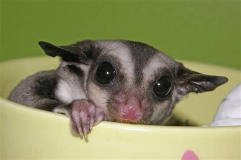 Sugar Glider Names: The 250 Most Popular Names for Sugar Gliders - PetPress