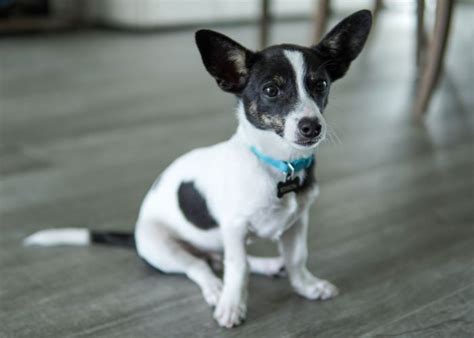 15 Most Irresistibly Cute Chihuahua Mix Breeds