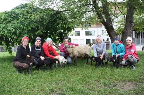 Vierlinge für Friedi das alpine Steinschaf Pinzgau