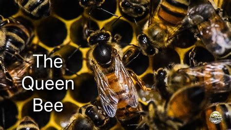 Queen Honey Bee Laying Eggs On The Brood Frame Very Close Up Macro Video Youtube