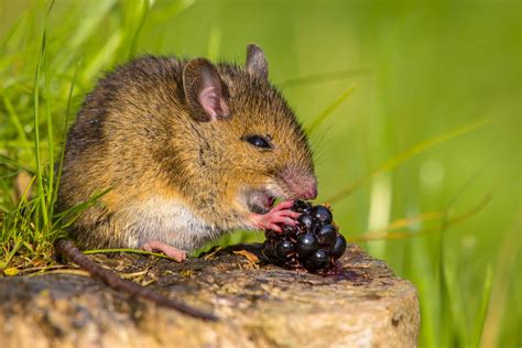 What Do Mice Eat In The Wild Ecoguard Pest Management